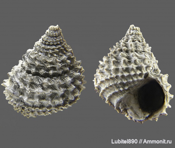 гастроподы, юра, оксфорд, брюхоногие моллюски, Metriomphalus spinosus