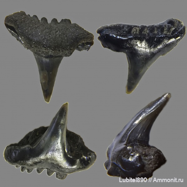 юра, Мневники, зубы акул