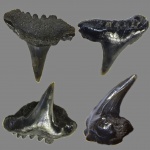 Что-то синеходусовое?