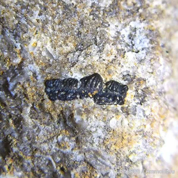 Гжель, Коняшино и Русавкино.