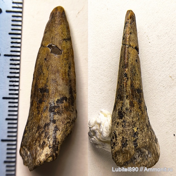 рыбы, сеноман, костные рыбы, Ichthyodectiformes