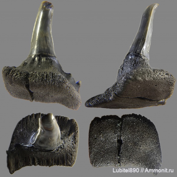 юра, Мневники, зубы акул