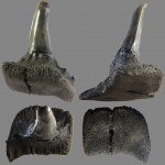 Деформированный зуб.