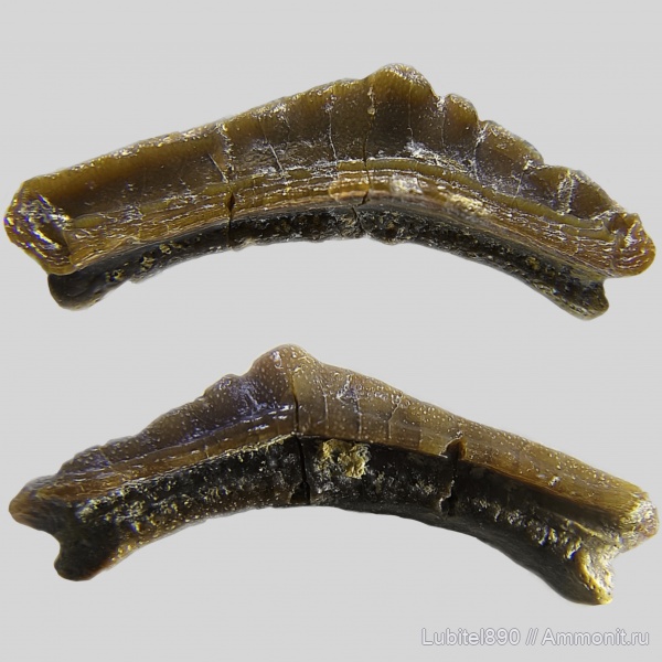 рыбы, зубы, нижний карбон, Venustodus