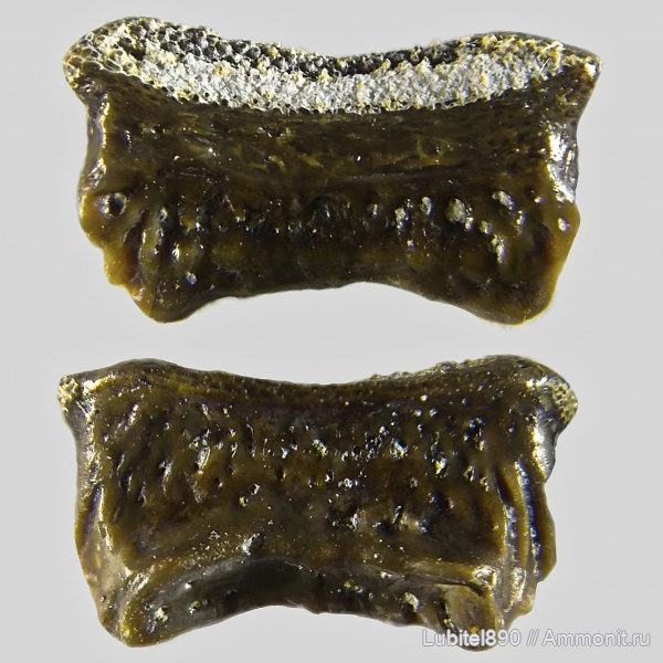 рыбы, зубы, нижний карбон, Oxytomodus