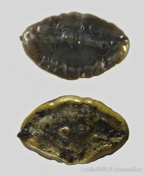 мел, сеноман, Варавино