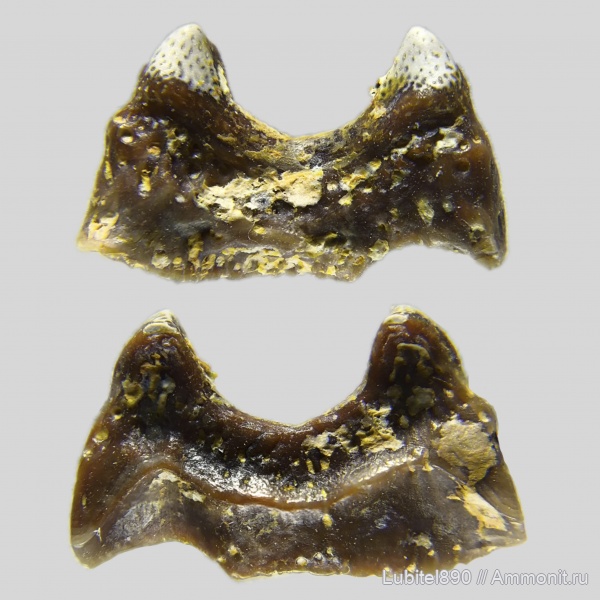 рыбы, зубы, нижний карбон, Diclitodus