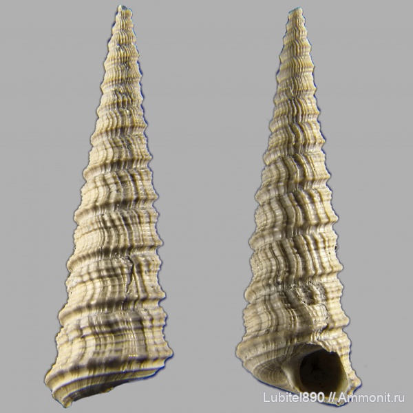 юра, оксфорд, Clathrobaculus, Clathrobaculus inconstantiplicatus