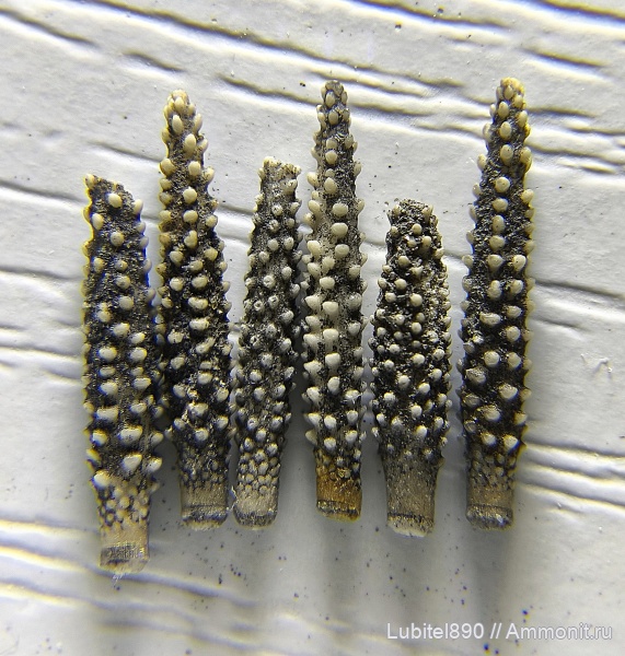 морские ежи, юра, Plegiocidaris