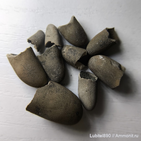 юра, Мневники, Chalalabelus