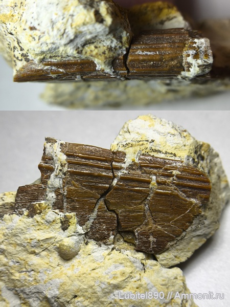 рыбы, нижний карбон, шипы рыб