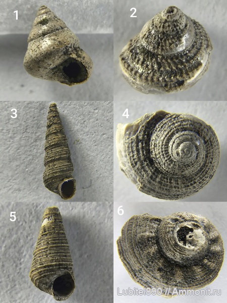 гастроподы, Pleurotomaria rouillieri