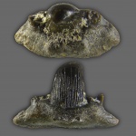 Стёртый при жизни зуб стетакантуса?