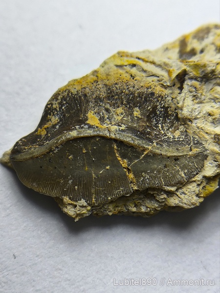 рыбы, нижний карбон, Petalodus, зубы рыб