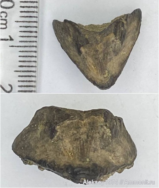 верхний мел, сеноман, Саратовская область, Заплатиновка, Coleoidea, cephalopod jaws, челюсти головоногих
