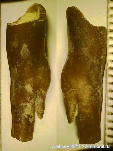 белемниты, ростры, баррем, Верхоречье