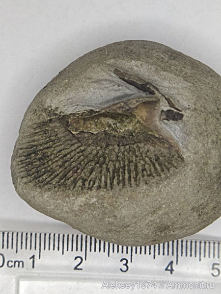 Позвоночные