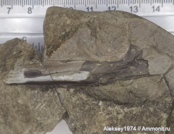 триас, Тихвинское