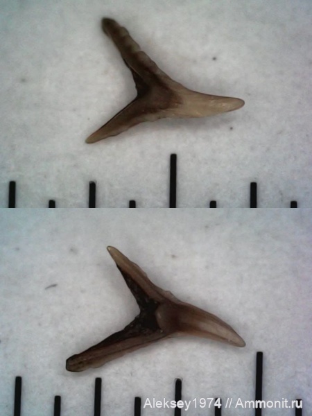 верхний девон, конодонты, Conodonta, Воронежская область, с. Орловка