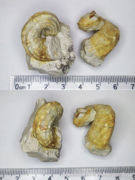 гастроподы