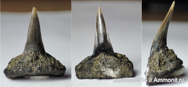 юра, Sphenodus, зубы акул, Jurassic, shark teeth