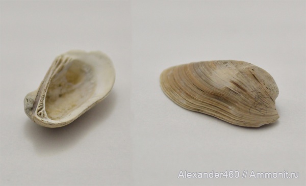 Пески, двустворчатые моллюски, Grammatodon, Московская область