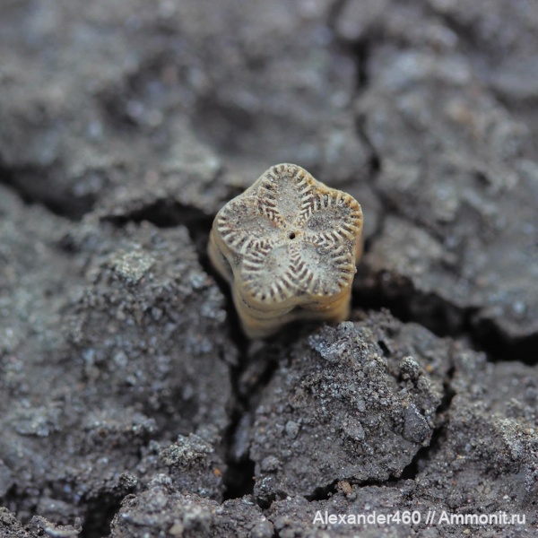 морские лилии, иглокожие, Пески, верхняя юра, Московская область
