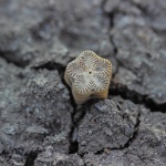 Членики морской лилии Isocrinus