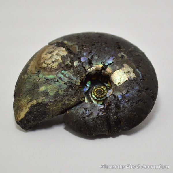 аммониты, юра, мезозой, Garniericeras catenulatum