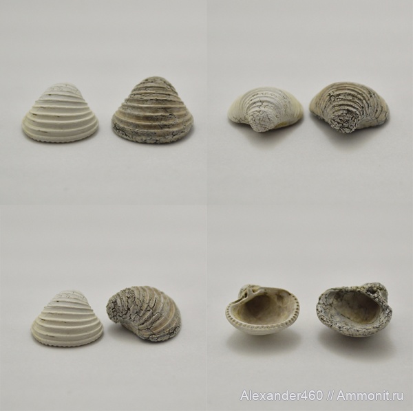 юра, Пески, мезозой, двустворчатые моллюски, оксфордский ярус, Trautscholdia