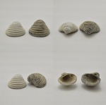 Створки Trautscholdia