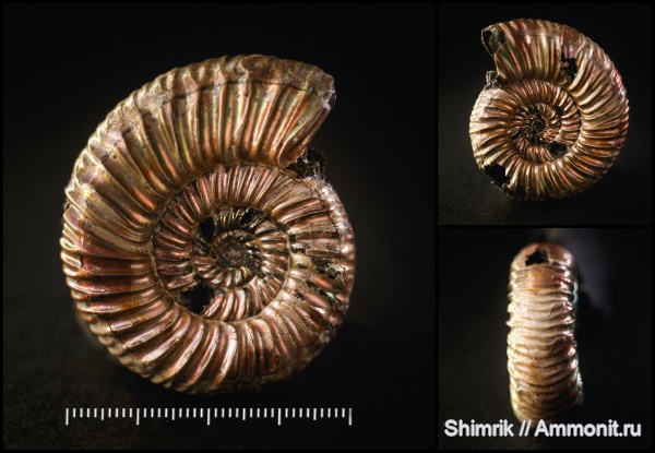 Perisphinctes, Perisphinctidae, Properisphinctes, Properisphinctes orbignyi, Oxfordian, Lower Oxfordian