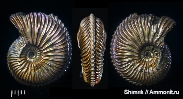 аммониты, юра, Михайлов, Cardioceras, Cardioceras quadrarium, Cardioceratidae