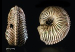 Толстячок Cardioceras (?Korythoceras?)