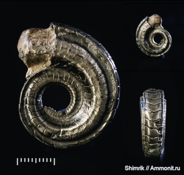 наутилусы, Nautilida, Catastroboceras