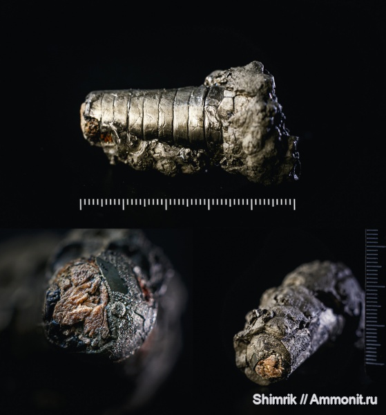 карбон, головоногие моллюски, Orthoceras, Dolorthoceras