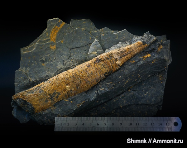 наутилоидеи, Loxoceras, Nauniloidea