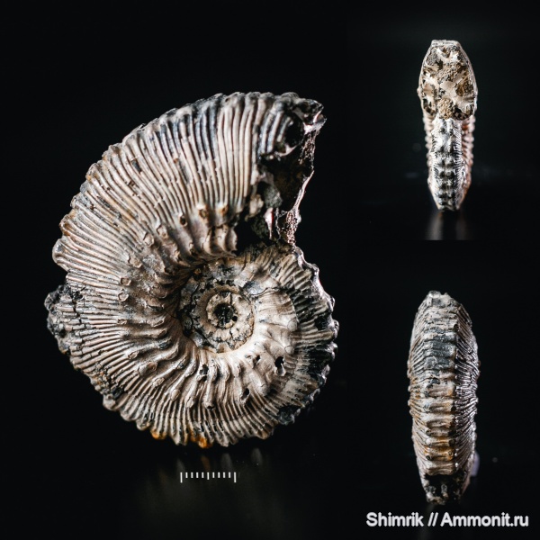 аммониты, Kosmoceras, Kosmoceratidae, Kosmoceras lithuanicum, Callovian