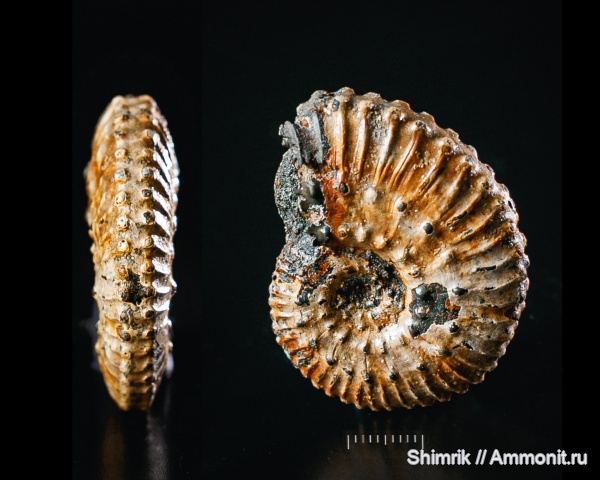 аммониты, Kosmoceras, келловей, Kosmoceratidae, Ammonites, Callovian, kosmoceras pollucinum
