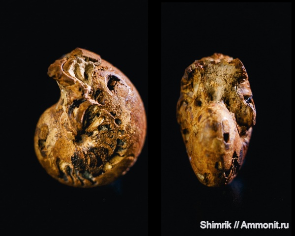 карбон, Goniatitida, Ammonoidea, гониатиты, irinoceras