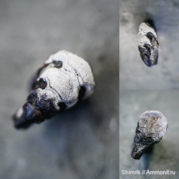 рыбы, Petalorhynchus