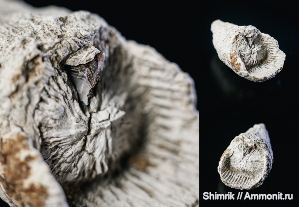 карбон, рыбы, ругозы, Petalodus, Rugosa