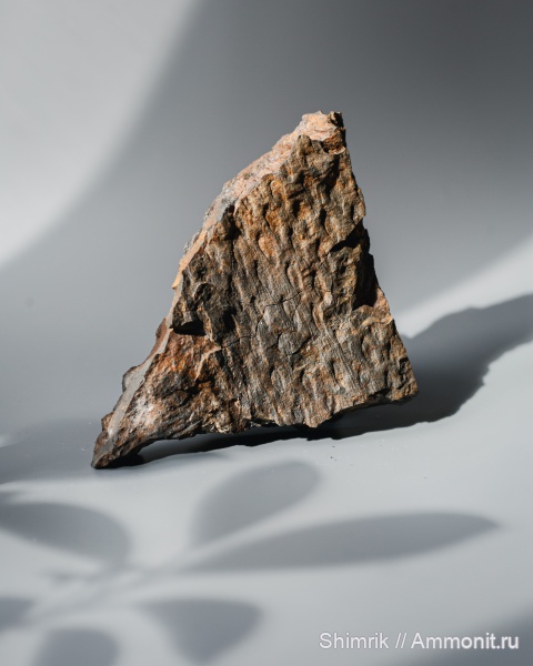 карбон, плауновидные, Tomiodendron, Кемеровская область