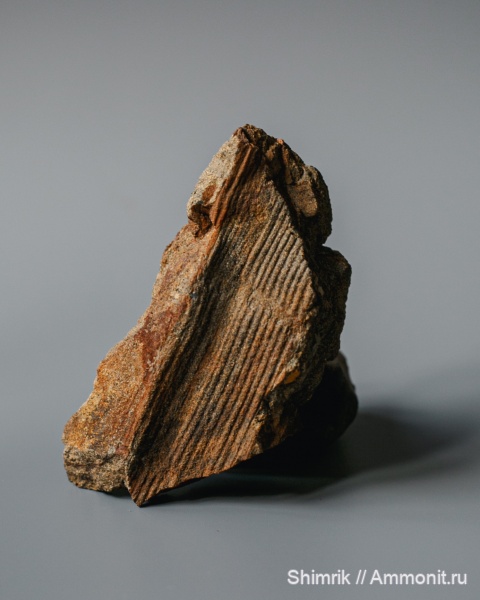 пермь, каламиты, Calamites, Кемеровская область, Permian