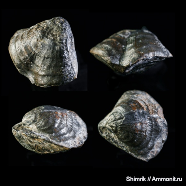 брахиоподы, карбон, Athyris, Кемеровская область