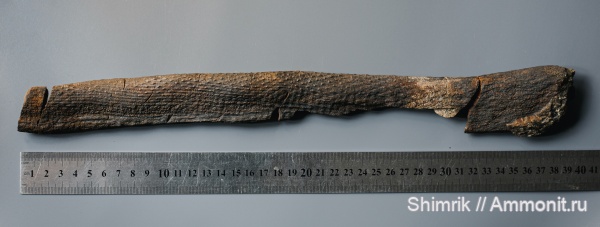 карбон, плауновидные, Tomiodendron, Кемеровская область