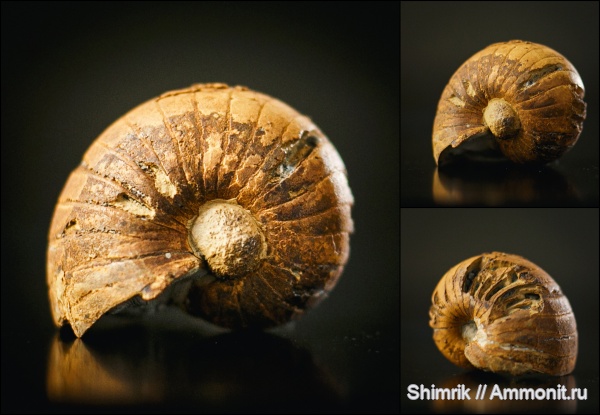 карбон, наутилусы, Liroceras, Nautilida