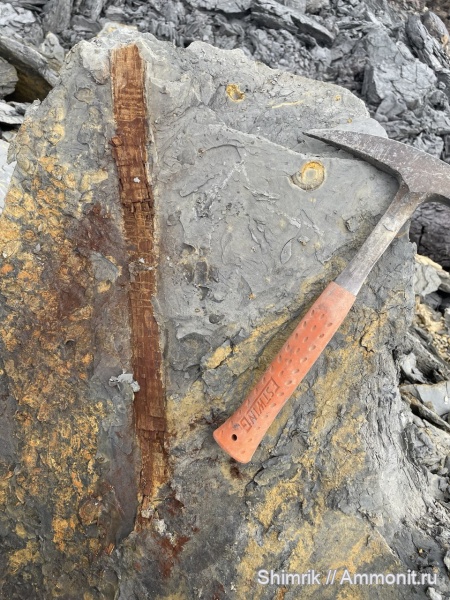 карбон, окаменевшее дерево