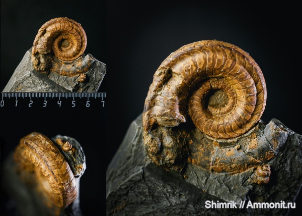 наутилусы, Nautilida, Catastroboceras