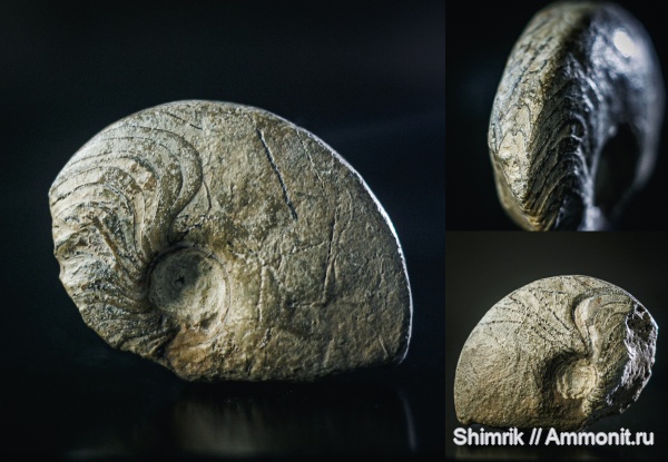 Devonian, Goniatitida, Ammonoidea, аммоноидеи, гониатиты, Probeloceras